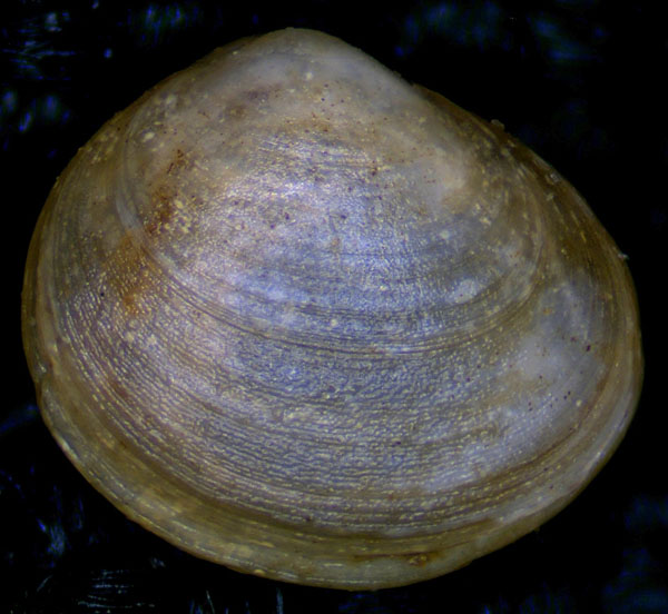 Bivalve da Taranto